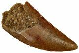Serrated Raptor Tooth - Real Dinosaur Tooth #353351-1
